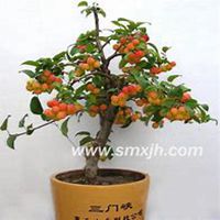 微信山楂树头像_高清山楂树微信头像