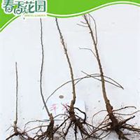 微信山楂树头像_高清山楂树微信头像