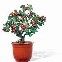 微信山楂树头像_高清山楂树微信头像