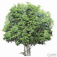 微信山楂树头像_高清山楂树微信头像