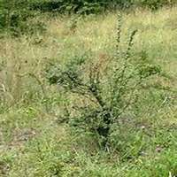 微信山楂树头像_高清山楂树微信头像