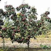 微信山楂树头像_高清山楂树微信头像