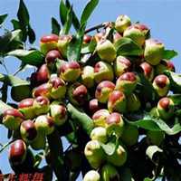 微信山楂树头像_高清山楂树微信头像