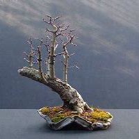 微信山楂树头像_高清山楂树微信头像