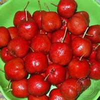 微信山楂树头像_高清山楂树微信头像