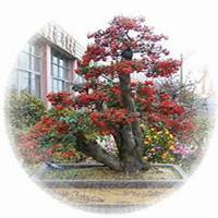 微信山楂树头像_高清山楂树微信头像