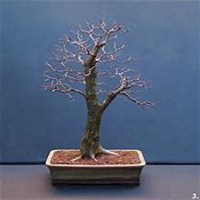 微信山楂树头像_高清山楂树微信头像