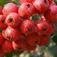 微信山楂树头像_高清山楂树微信头像