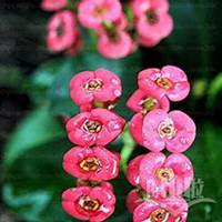 微信山楂花头像_高清山楂花花朵图片大全