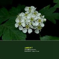 微信山楂花头像_高清山楂花花朵图片大全