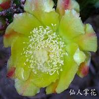 微信山楂花头像_高清山楂花花朵图片大全