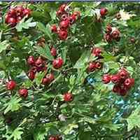 微信山楂花头像_高清山楂花花朵图片大全