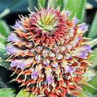 微信山楂花头像_高清山楂花花朵图片大全