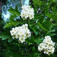 微信山楂花头像_高清山楂花花朵图片大全