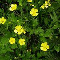 微信山楂花头像_高清山楂花花朵图片大全