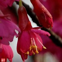 微信山楂花头像_高清山楂花花朵图片大全