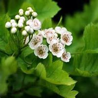 微信山楂花头像_高清山楂花花朵图片大全