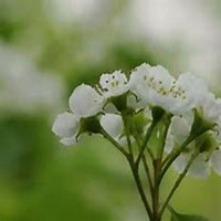 微信山楂花头像_高清山楂花花朵图片大全