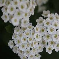 微信山楂花头像_高清山楂花花朵图片大全