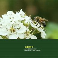 微信山楂花头像_高清山楂花花朵图片大全