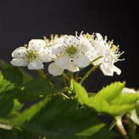 微信山楂花头像_高清山楂花花朵图片大全