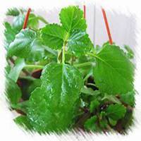 微信常春藤头像_高清常春藤花朵图片大全