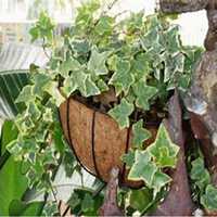 微信常春藤头像_高清常春藤花朵图片大全