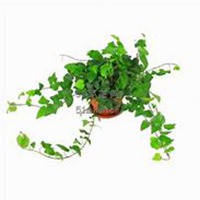 微信常春藤头像_高清常春藤花朵图片大全