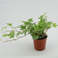 微信常春藤头像_高清常春藤花朵图片大全