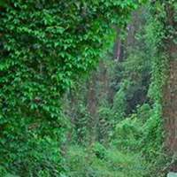 微信常春藤头像_高清常春藤花朵图片大全