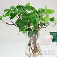 微信常春藤头像_高清常春藤花朵图片大全