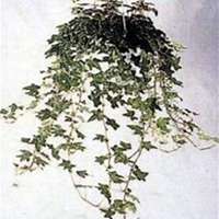 微信常春藤头像_高清常春藤花朵图片大全