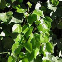 微信常春藤头像_高清常春藤花朵图片大全