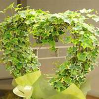 微信常春藤头像_高清常春藤花朵图片大全