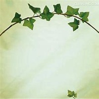 微信常春藤头像_高清常春藤花朵图片大全