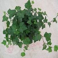 微信常春藤头像_高清常春藤花朵图片大全