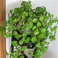 微信常春藤头像_高清常春藤花朵图片大全