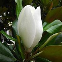 微信广玉兰头像_高清广玉兰微信头像