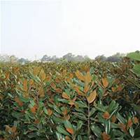 微信广玉兰头像_高清广玉兰微信头像