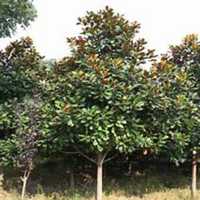 微信广玉兰头像_高清广玉兰微信头像