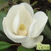 微信广玉兰头像_高清广玉兰微信头像