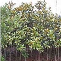 微信广玉兰头像_高清广玉兰微信头像