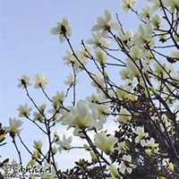 微信广玉兰头像_高清广玉兰微信头像