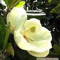 微信广玉兰头像_高清广玉兰微信头像