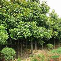 微信广玉兰头像_高清广玉兰微信头像