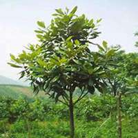 微信广玉兰头像_高清广玉兰微信头像