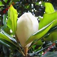 微信广玉兰头像_高清广玉兰微信头像