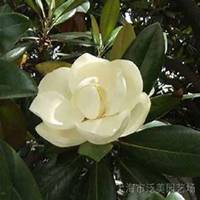 微信广玉兰头像_高清广玉兰微信头像