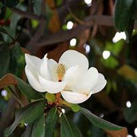 微信广玉兰头像_高清广玉兰微信头像