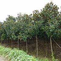 微信广玉兰头像_高清广玉兰微信头像